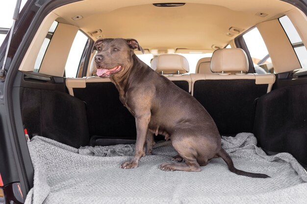 Смайлик собака остается в багажнике автомобиля
