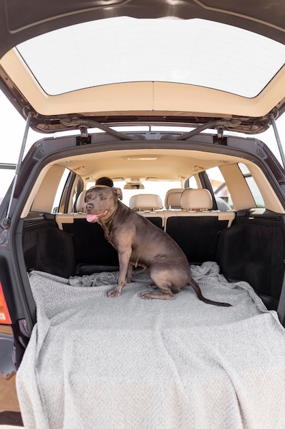 車のトランクで平和にとどまるスマイリー犬