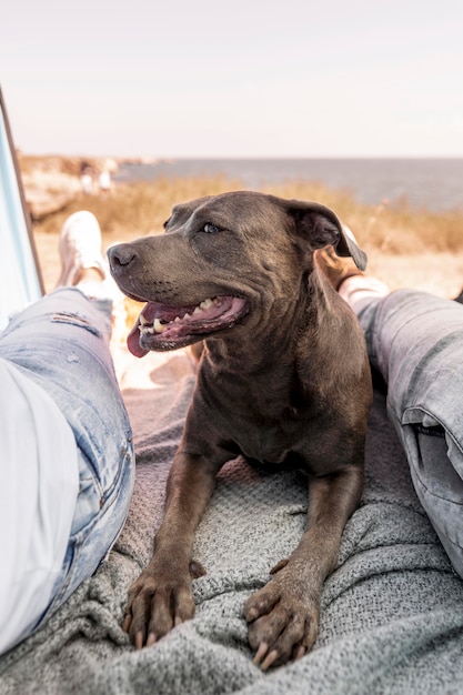 Smiley dog staying peaceful next to his owner