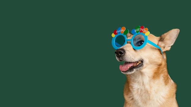 Смайлик собака в милых очках
