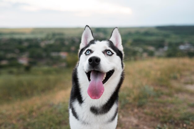 自然の中で舌を出しているスマイリー犬