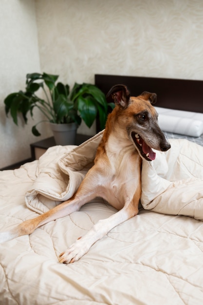 Smiley  greyhound dog laying in bed