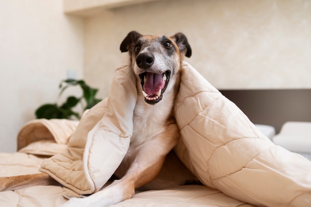 Smiley greyhound dog laying in bed