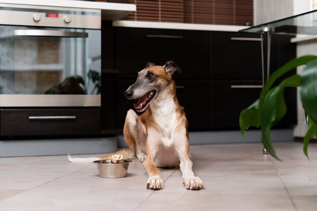 Smiley greyhound dog laying on floor