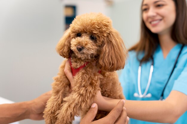 Smiley veterinarian holding dog close up