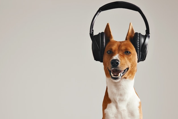 Smiling brown and white basenji dog listening to music in large black wireless headphones isolated on white