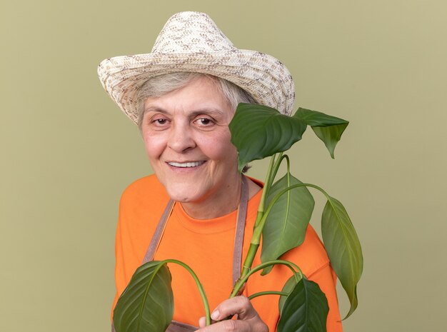 Smiling elderly female gardener wearing gardening hat holding plant branch  isolated on olive green wall with copy space