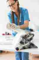 Free photo smiling female veterinarian examining dog's paw lying on table in clinic