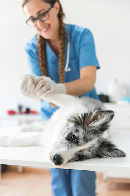 Улыбается женщина-ветеринар, осматривая лапу собаки, лежащую на столе в клинике