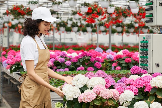 Smiling woman caring for beautiful pink hydrangeas