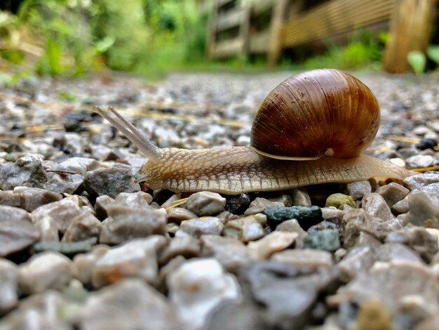 Snail crawling on small wet rocks on the ground