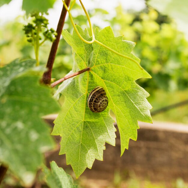 Улитка на листьях виноградной лозы