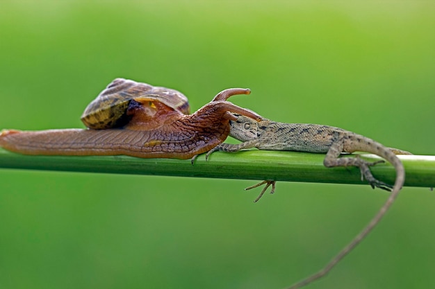 나뭇가지에 달팽이와 도마뱀