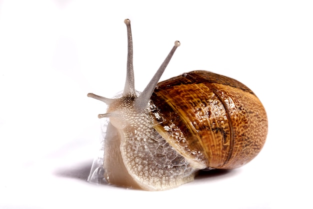 Premium Photo Snail On White