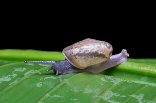 Snail