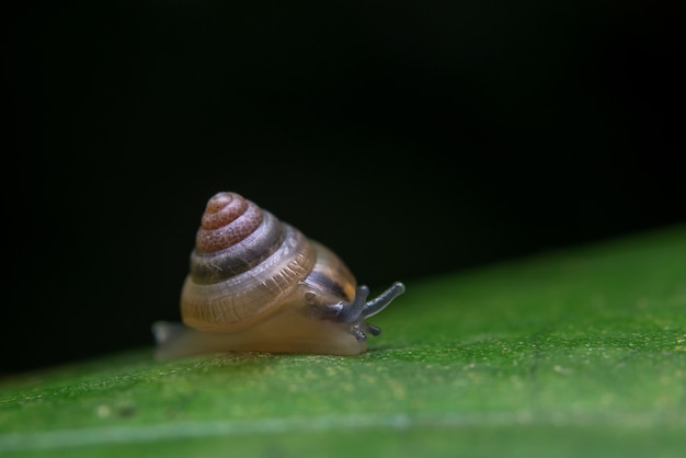 Free photo snail