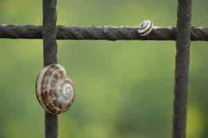 Free photo snails in iron bars