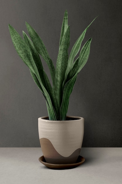 Snake plant in a beige pot by a wall