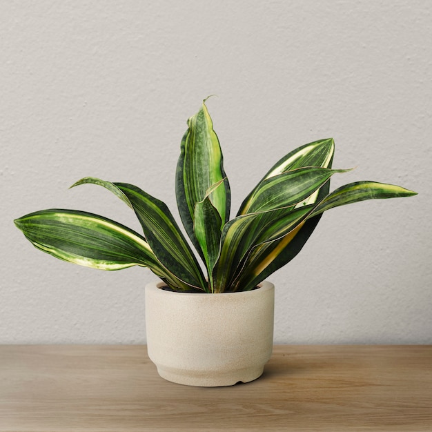 Snake plant in a beige pot