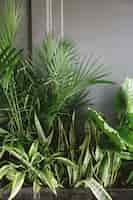 Free photo snake plant beside taro and palm plant near gray wall