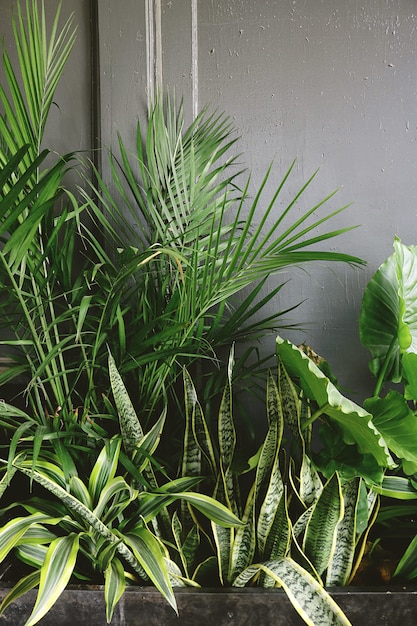 회색 벽 근처 타로와 야 자 식물 옆에 뱀 식물