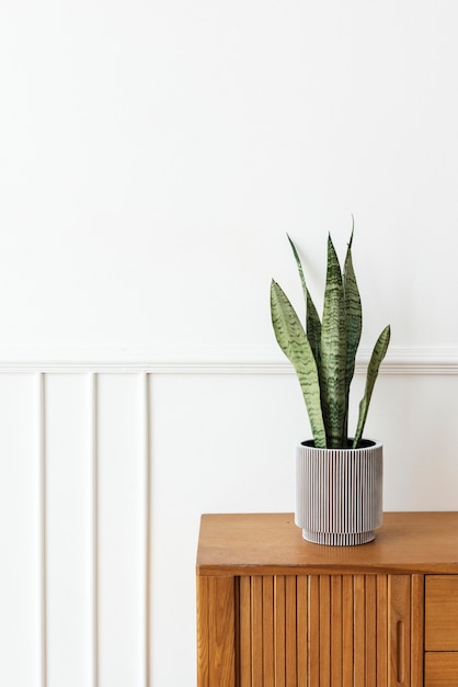 Snake plant in a gray plant pot on a wooden cabinet