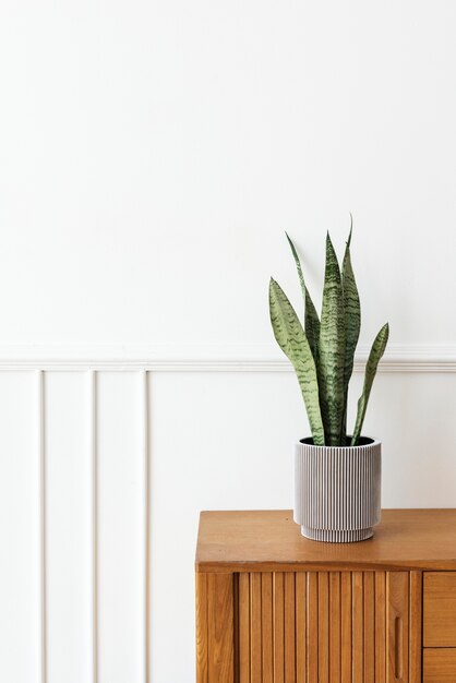 Snake plant in a gray plant pot on a wooden cabinet