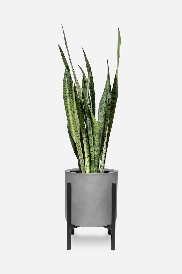 Free Photo snake plant in a pot