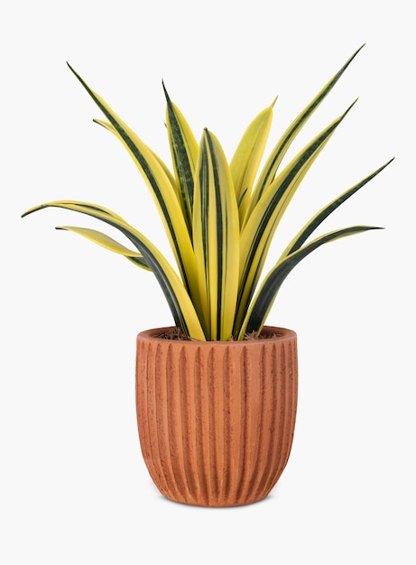 Free photo snake plant in a terracotta pot home decor