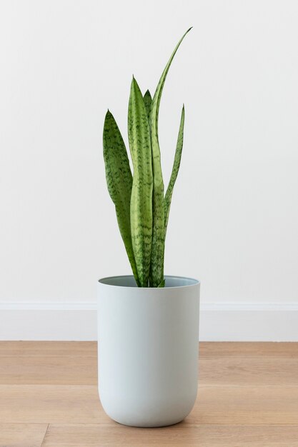 Snake plant in a white pot