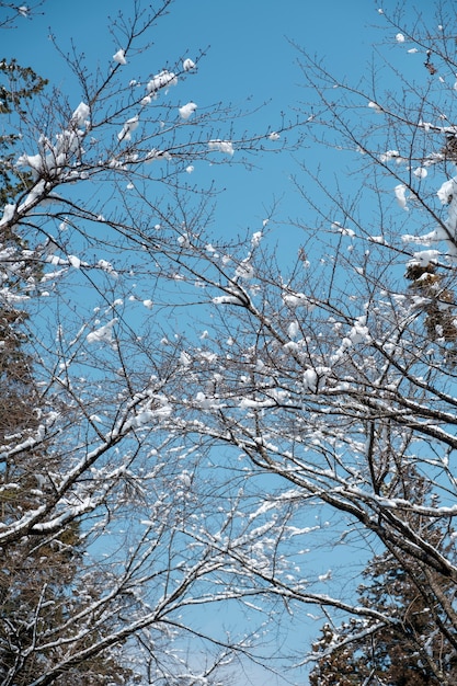 снег на ветке в лесу Японии
