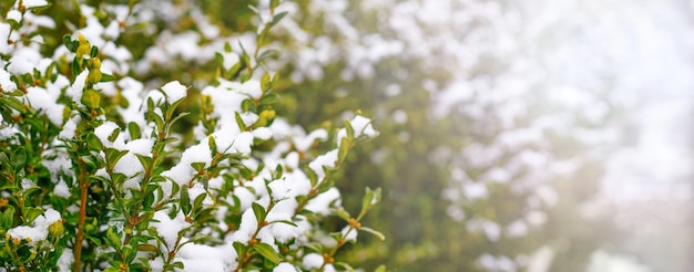 緑​の​葉​と​雪​に​覆われた​ツゲ​の​木​の​茂み​、​冬​の​ツゲ​の​木
