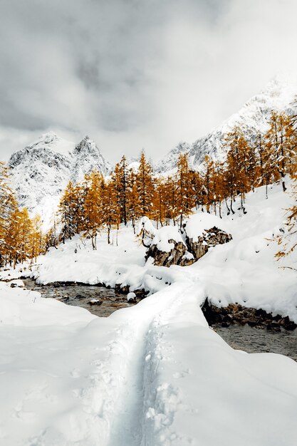 雪に覆われた野原と曇り空の下の木々