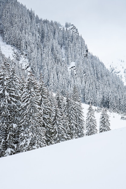 山頂を背景に雪に覆われたモミの木。絵のように美しい雪の冬の風景のパノラマビュー。