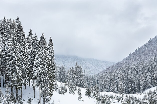 산봉우리의 배경에 눈이 덮인 전나무. 그림 같은 눈 덮인 겨울 풍경의 탁 트인 전망.