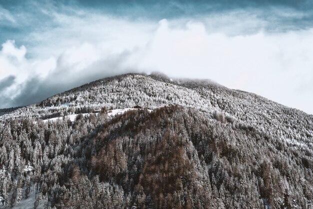 雪に覆われた山と森