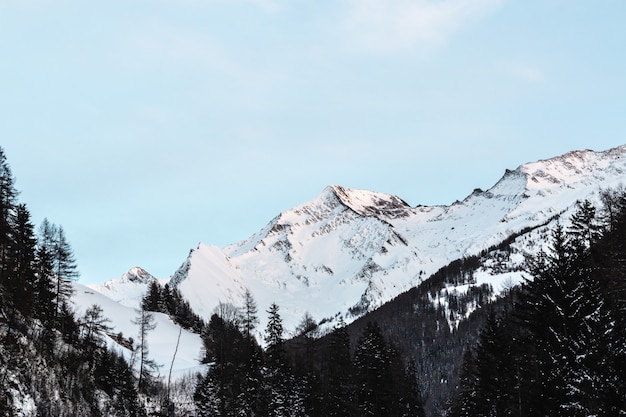 昼間に青空の下で黒い木が雪に覆われた山