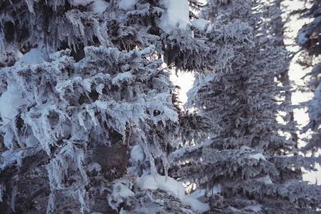 Snow covered pine trees on the alp mountain