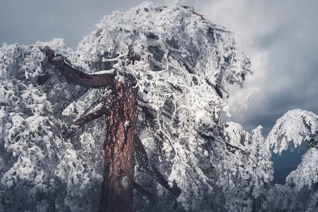 Snow Covered Pine