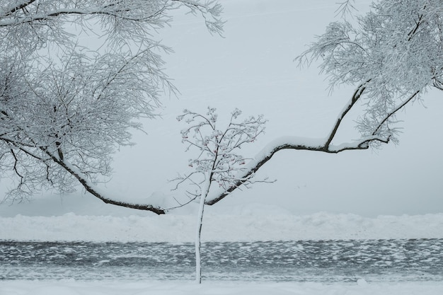 雪​に​覆われた​ナナカマド​と​ヤナギ​は​、​凍った​池​の​そば​の​道路​に​沿って​枝分かれ​しています​。