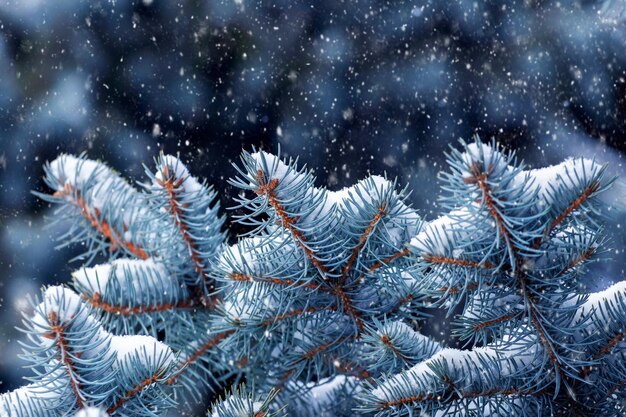 降雪時の雪に覆われたトウヒの枝、新年の冬の背景