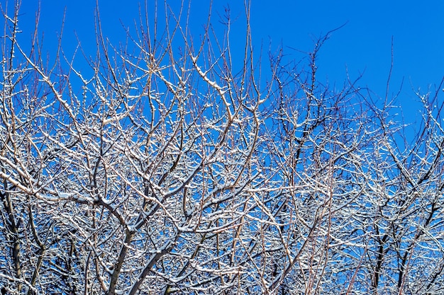 晴天時の青空を背景に雪に覆われた木の枝