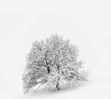 Free photo snow covered tree on snow covered ground