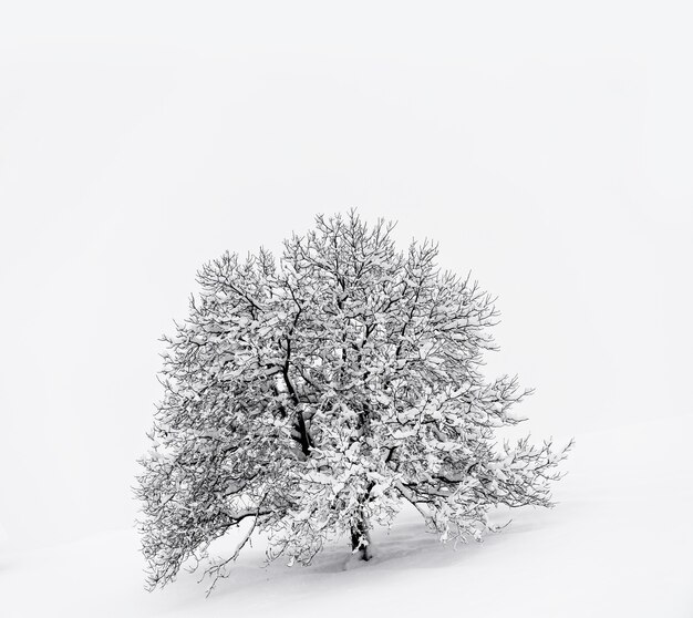 Snow covered tree on snow covered ground
