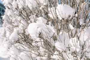 Foto gratuita albero innevato