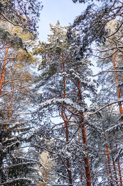 Snow-covered trees are lit by sunlight. snowy winter forest on a background of blue sky