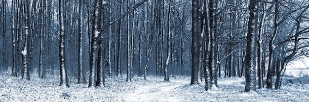 겨울 숲에서 눈 덮인 나무, 파노라마. 겨울 풍경