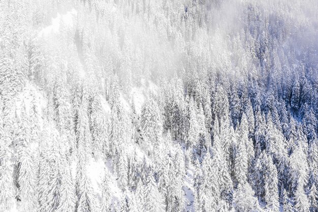 Snow-covered trees of the mountains captured on a cloudy day