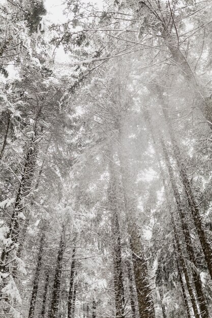 Snow falling from trees