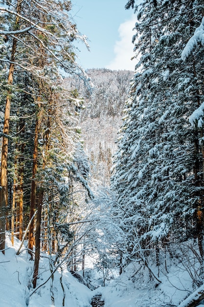 снежный лес в японии